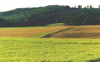 Dorseler Wald Landschaft