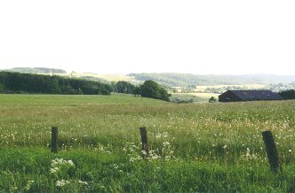 Forst Buch Landschaft