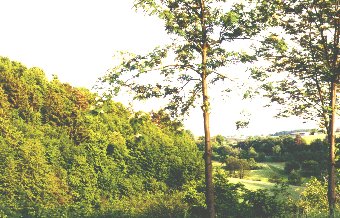 L&ouml;rsch Berg Landschaft